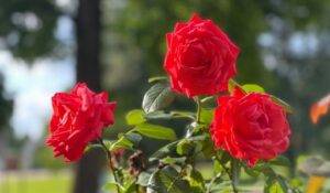 Caring for Your Yellow Roses with Red Tips