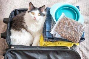 The Benefits of a Travel Litter Box